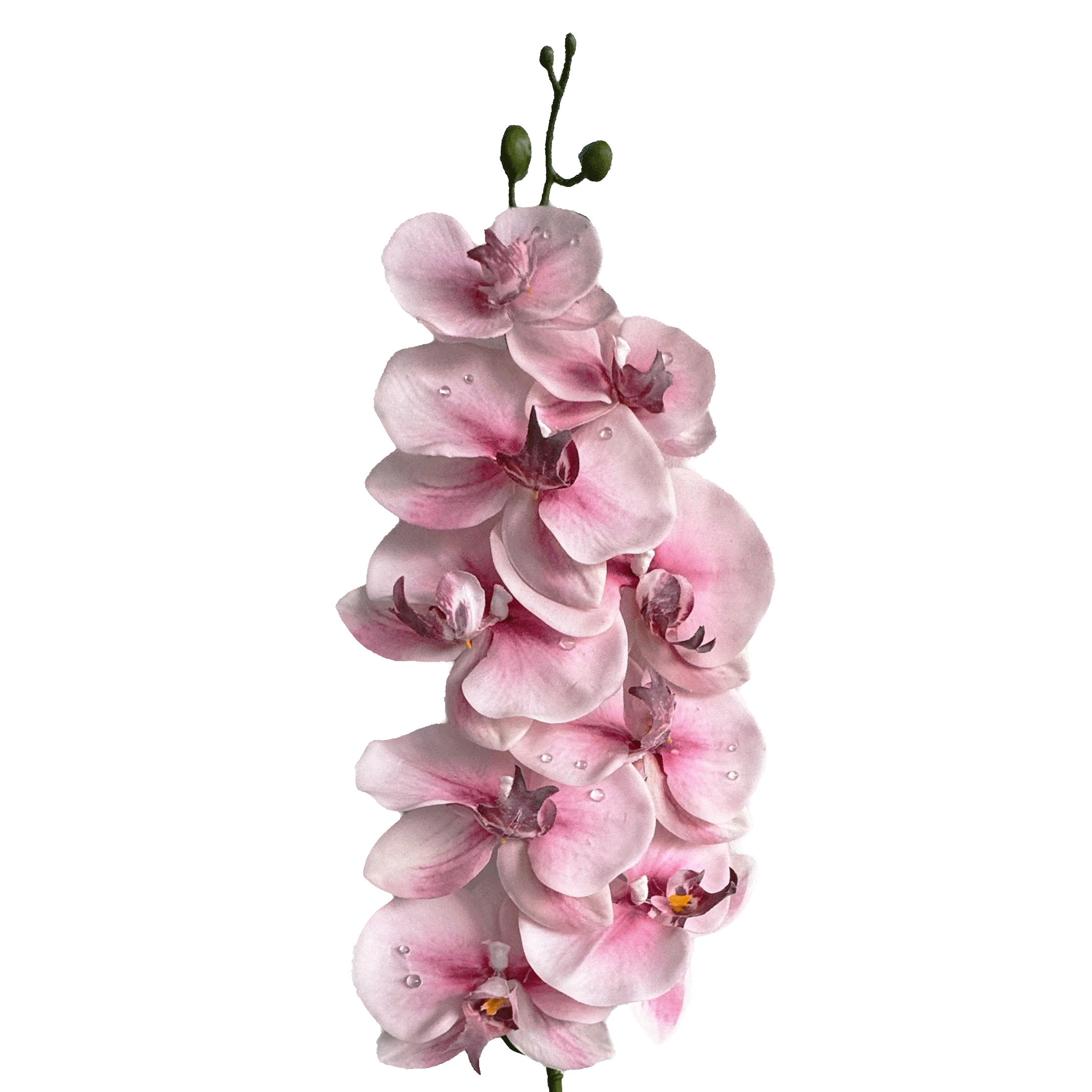 Dew-Kissed Phalaenopsis Orchid — Dawn Pink