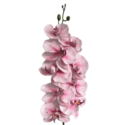 Dew-Kissed Phalaenopsis Orchid — Dawn Pink