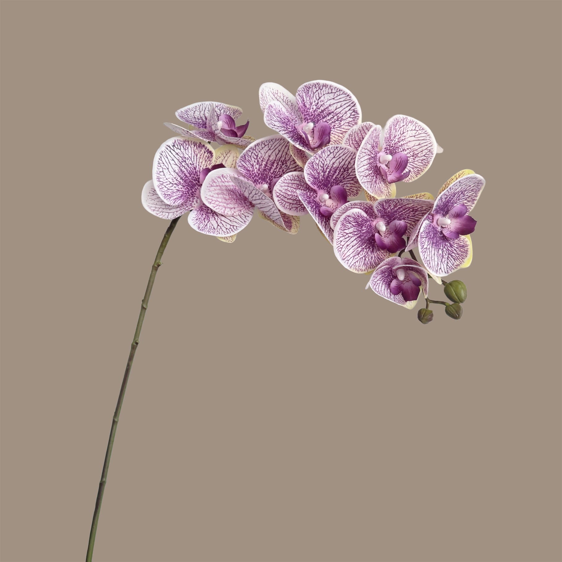 Trailing Arc Phalaenopsis Orchid (Nine Blooms) — Ivory Violet