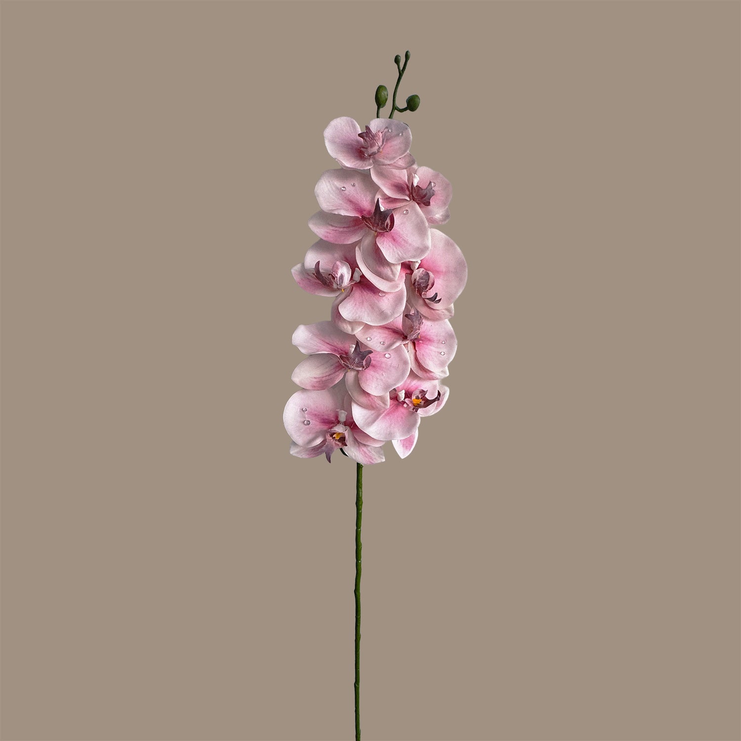 Dew-Kissed Phalaenopsis Orchid — Dawn Pink