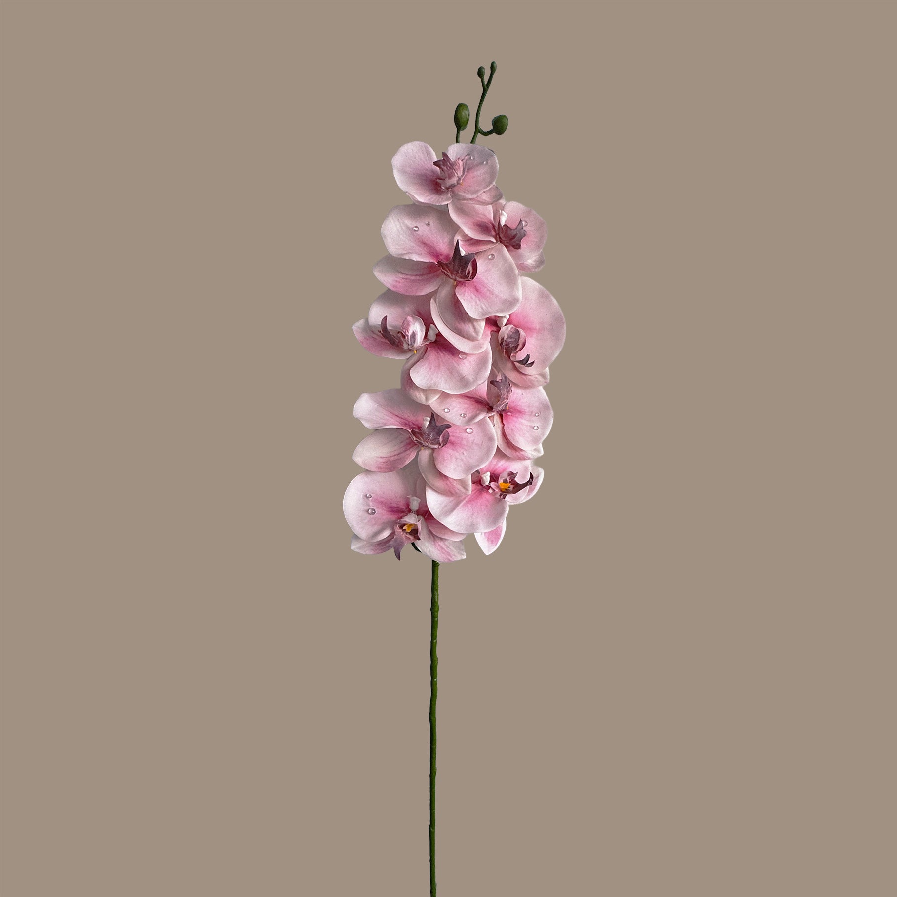 Dew-Kissed Phalaenopsis Orchid — Dawn Pink