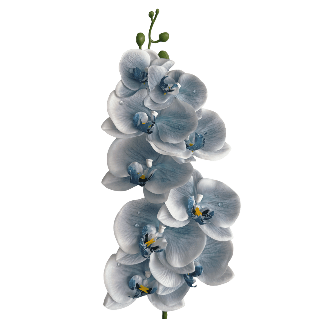 Dew-Kissed Phalaenopsis Orchid — Haze Blue