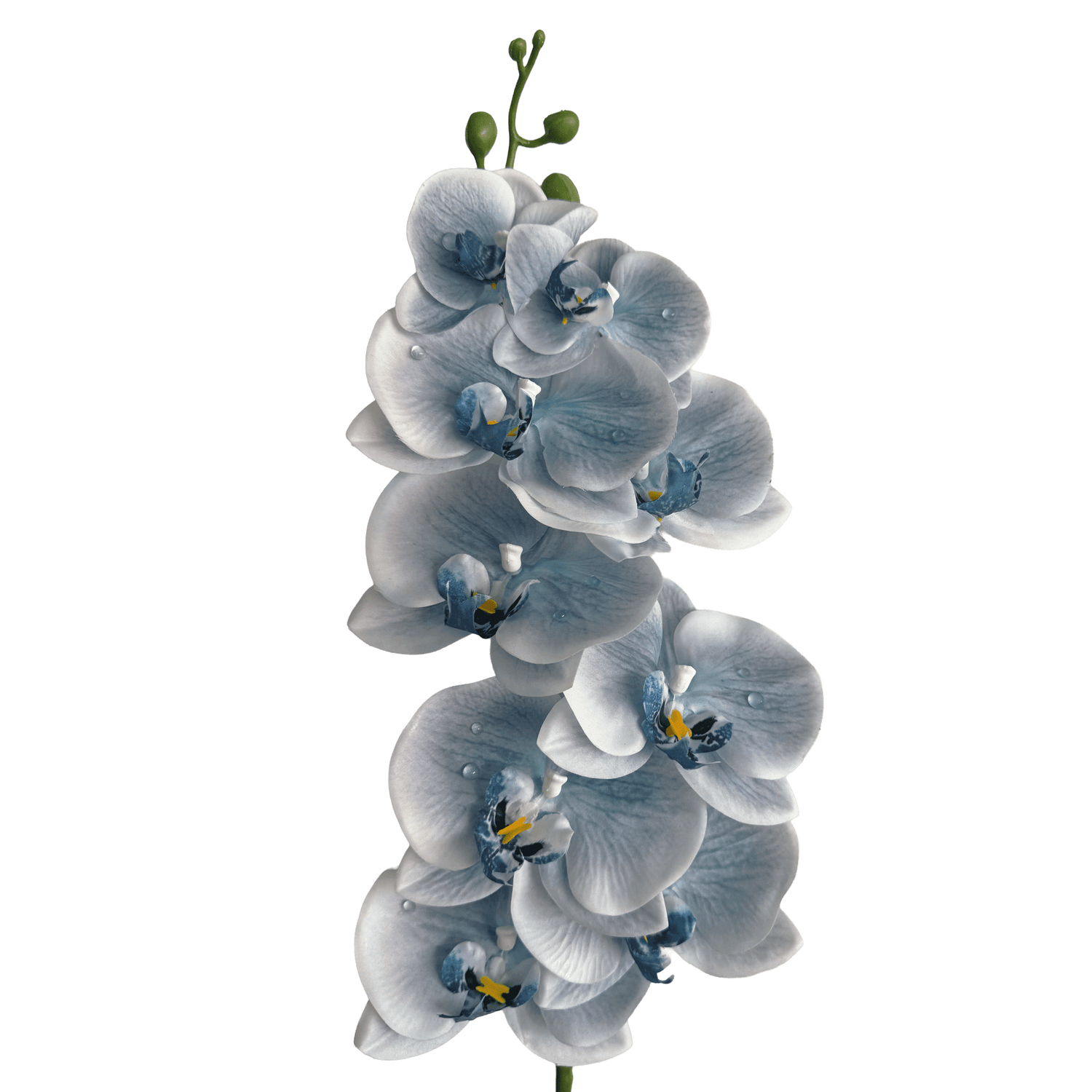 Dew-Kissed Phalaenopsis Orchid — Haze Blue