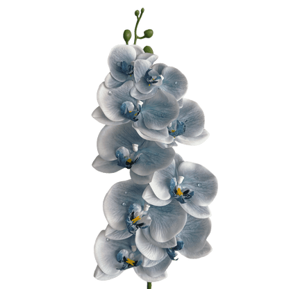 Dew-Kissed Phalaenopsis Orchid — Haze Blue