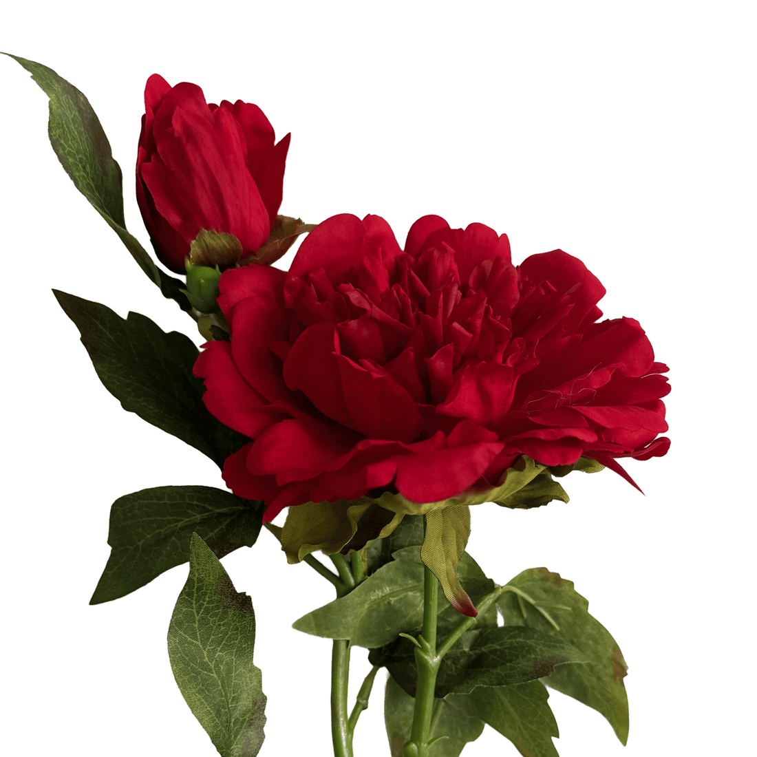 Peony — Alizarin Red