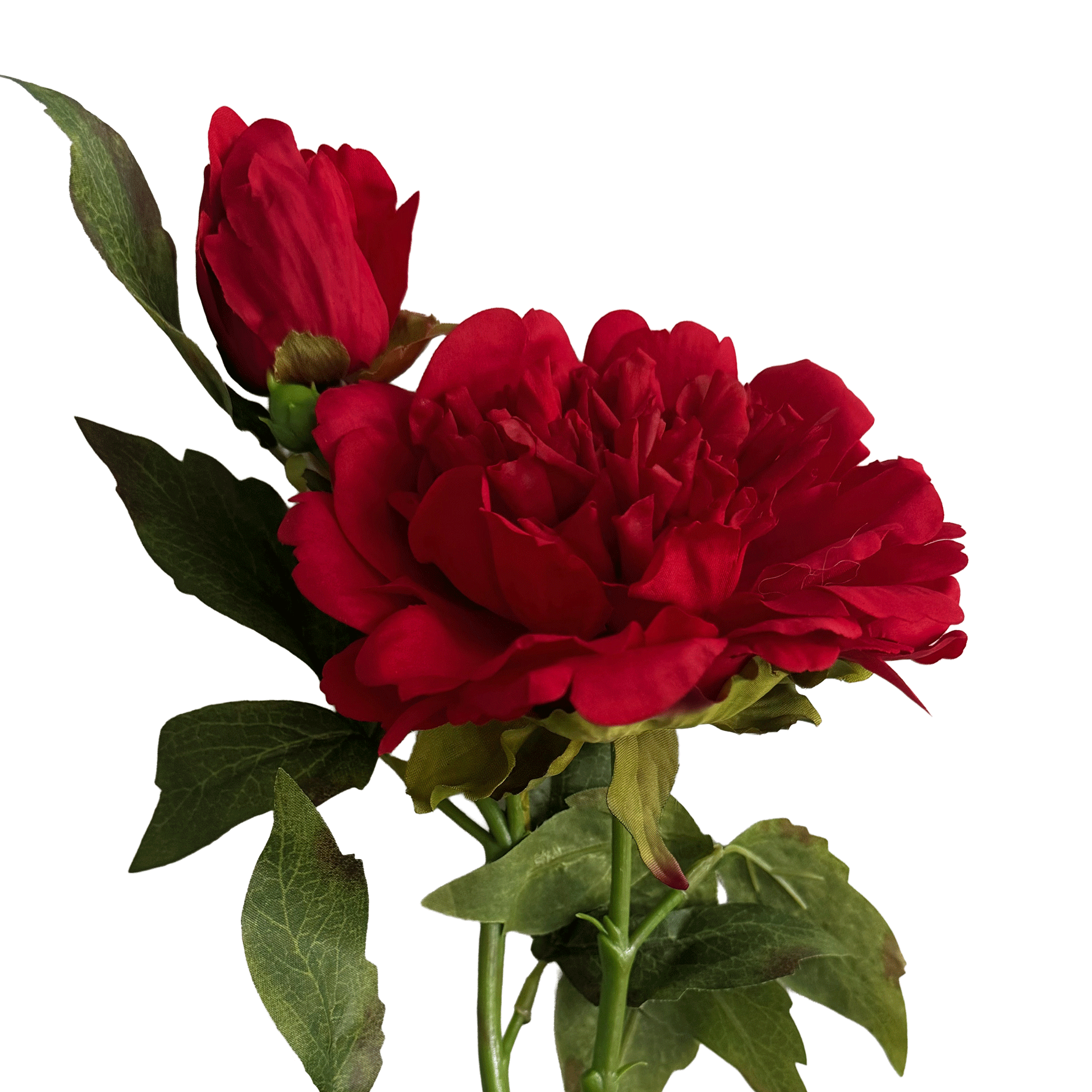 Peony — Alizarin Red