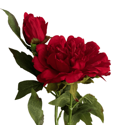 Peony — Alizarin Red