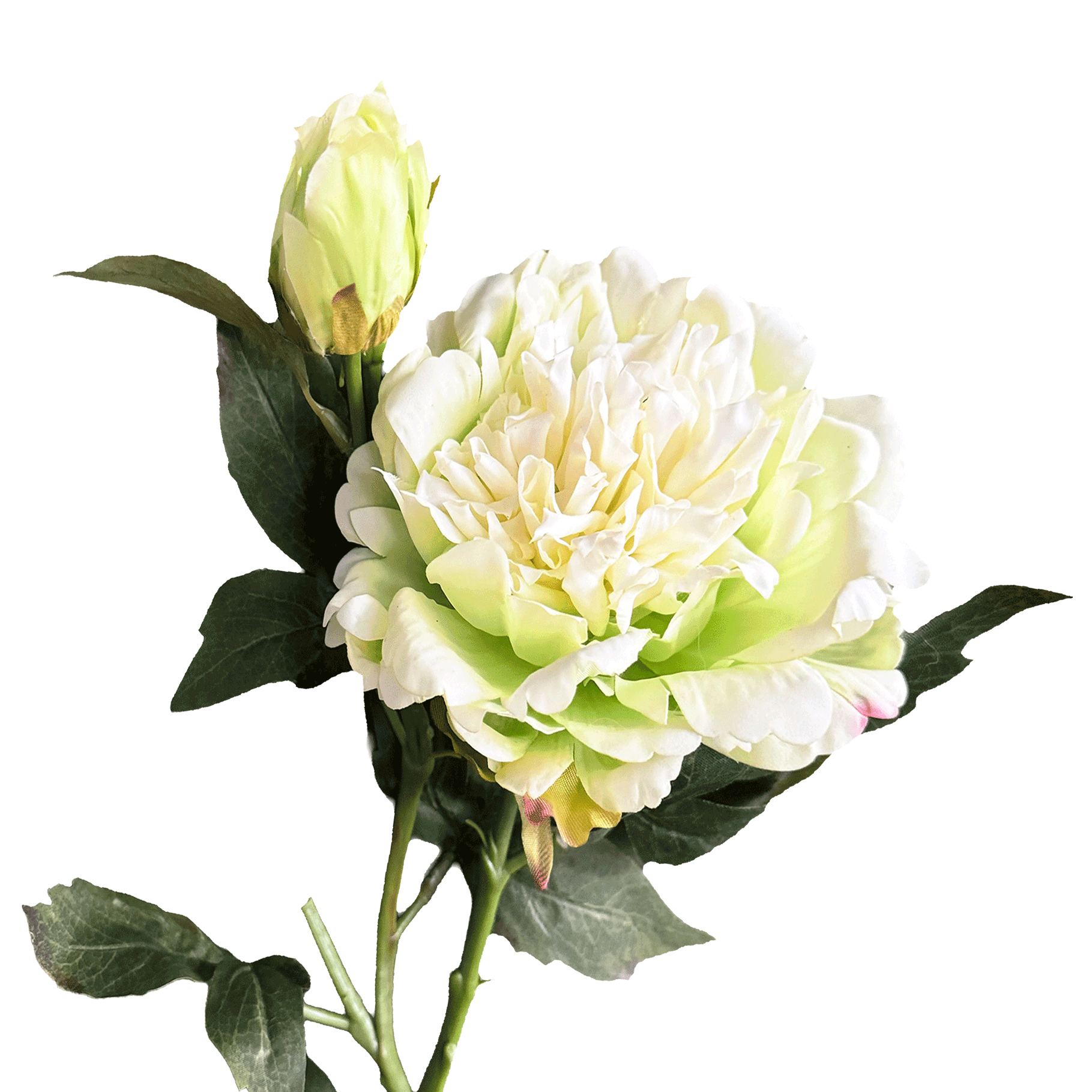 Peony — Celadon Ivory