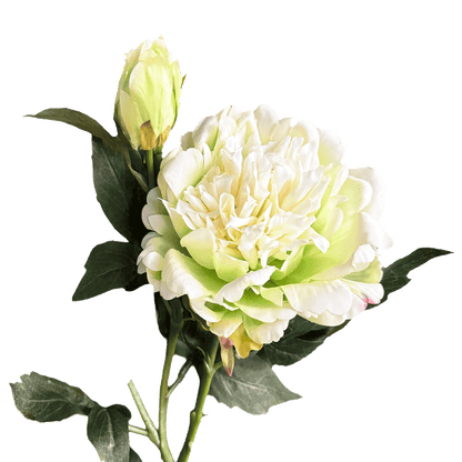 Peony — Celadon Ivory