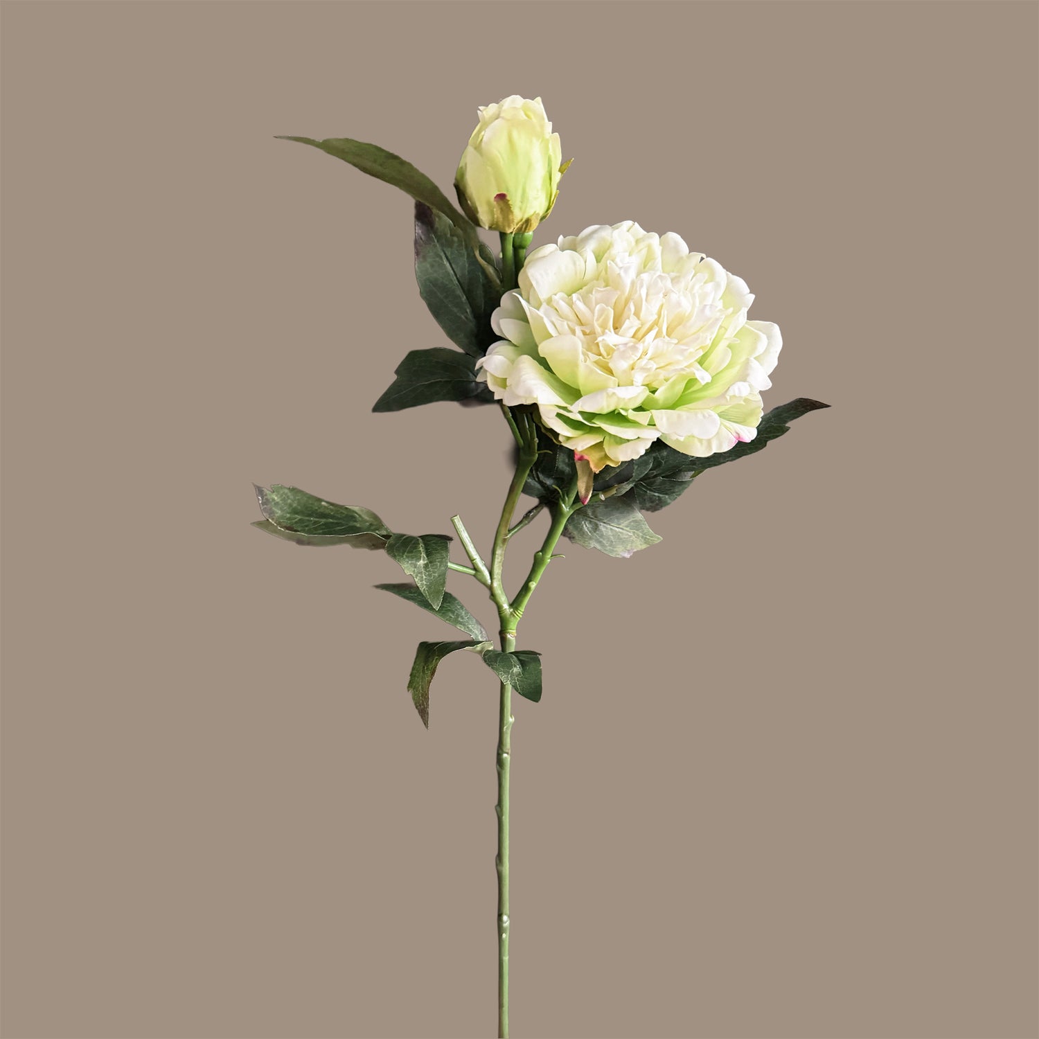 Peony — Celadon Ivory