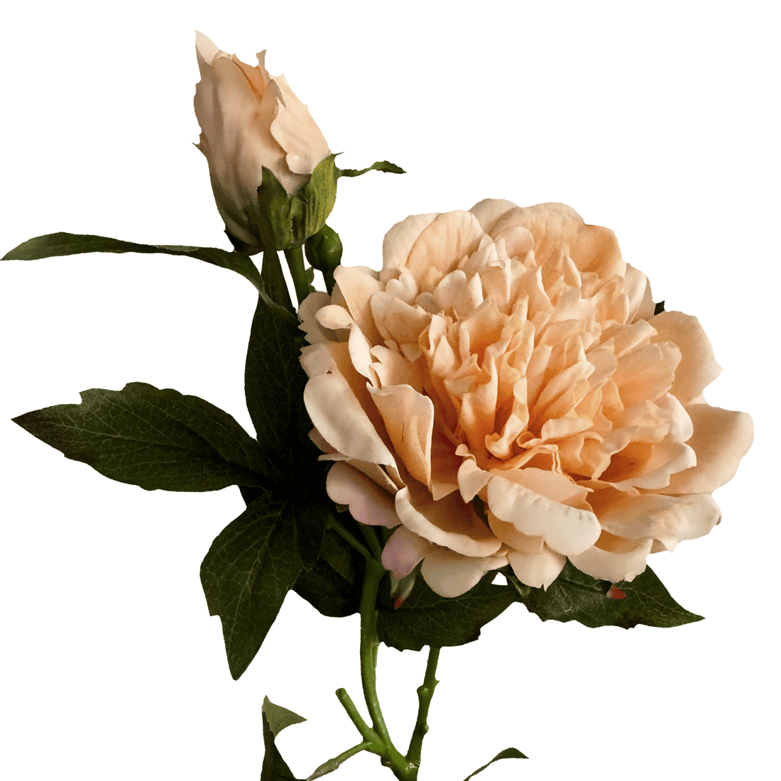 Peony — Apricot Cream