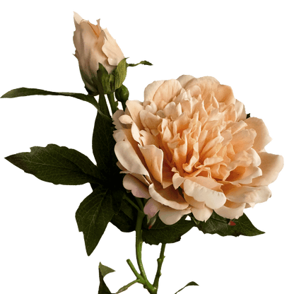 Peony — Apricot Cream