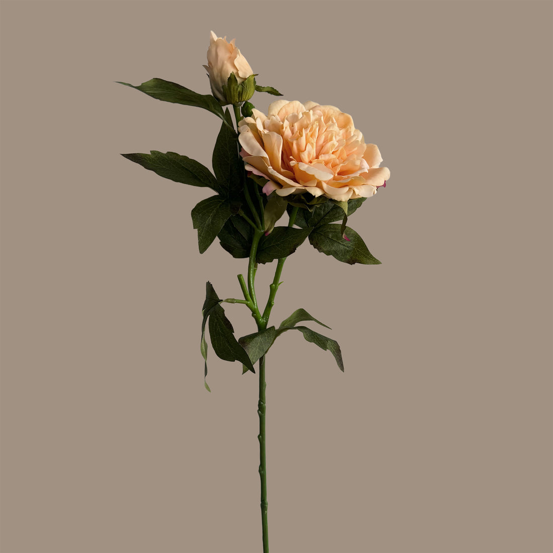 Peony — Apricot Cream