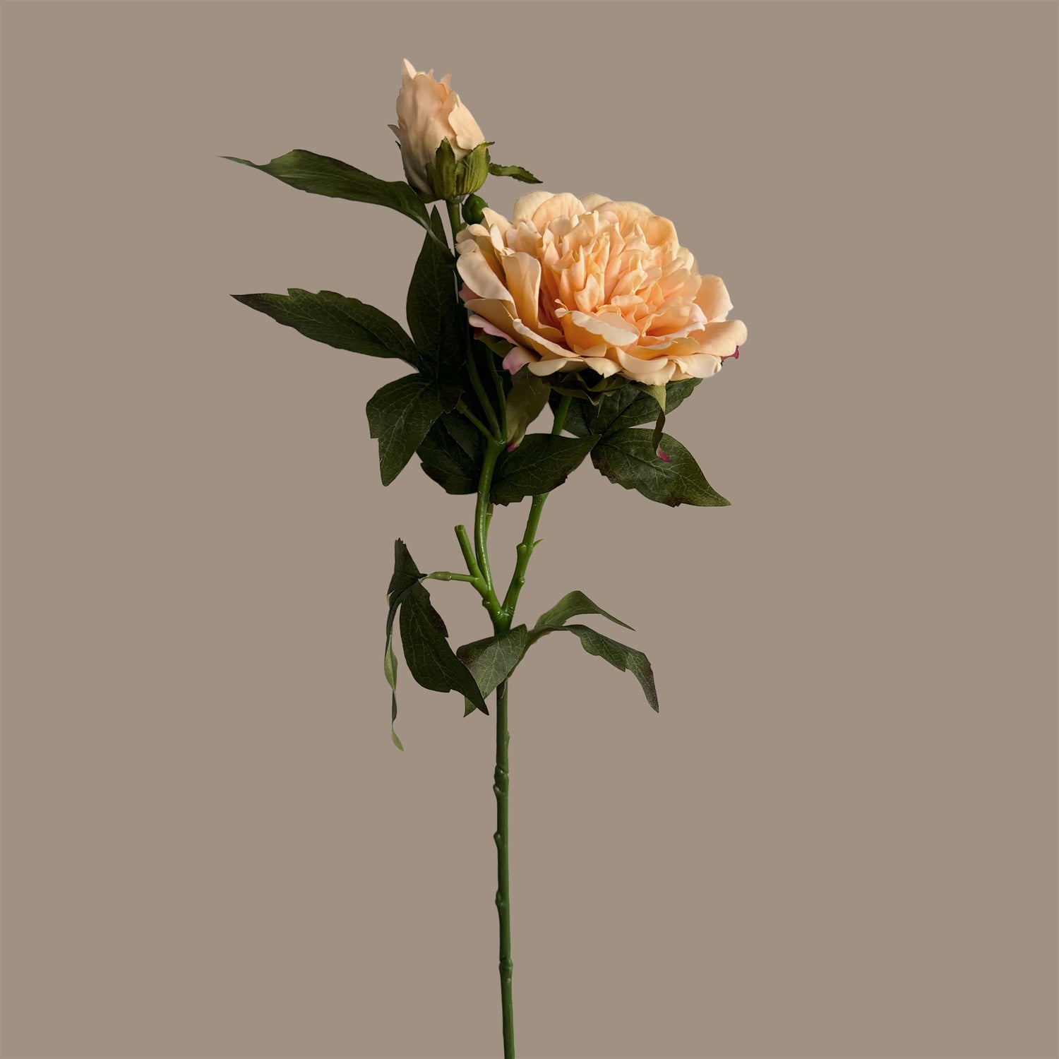 Peony — Apricot Cream