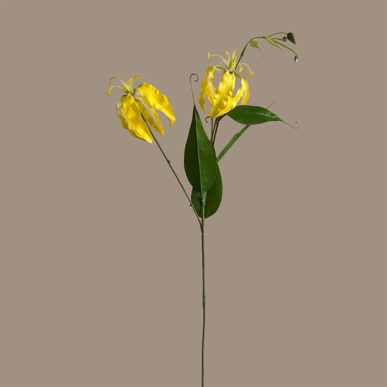 Gloriosa superba — Bright Yellow