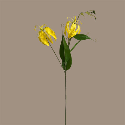 Gloriosa superba — Bright Yellow