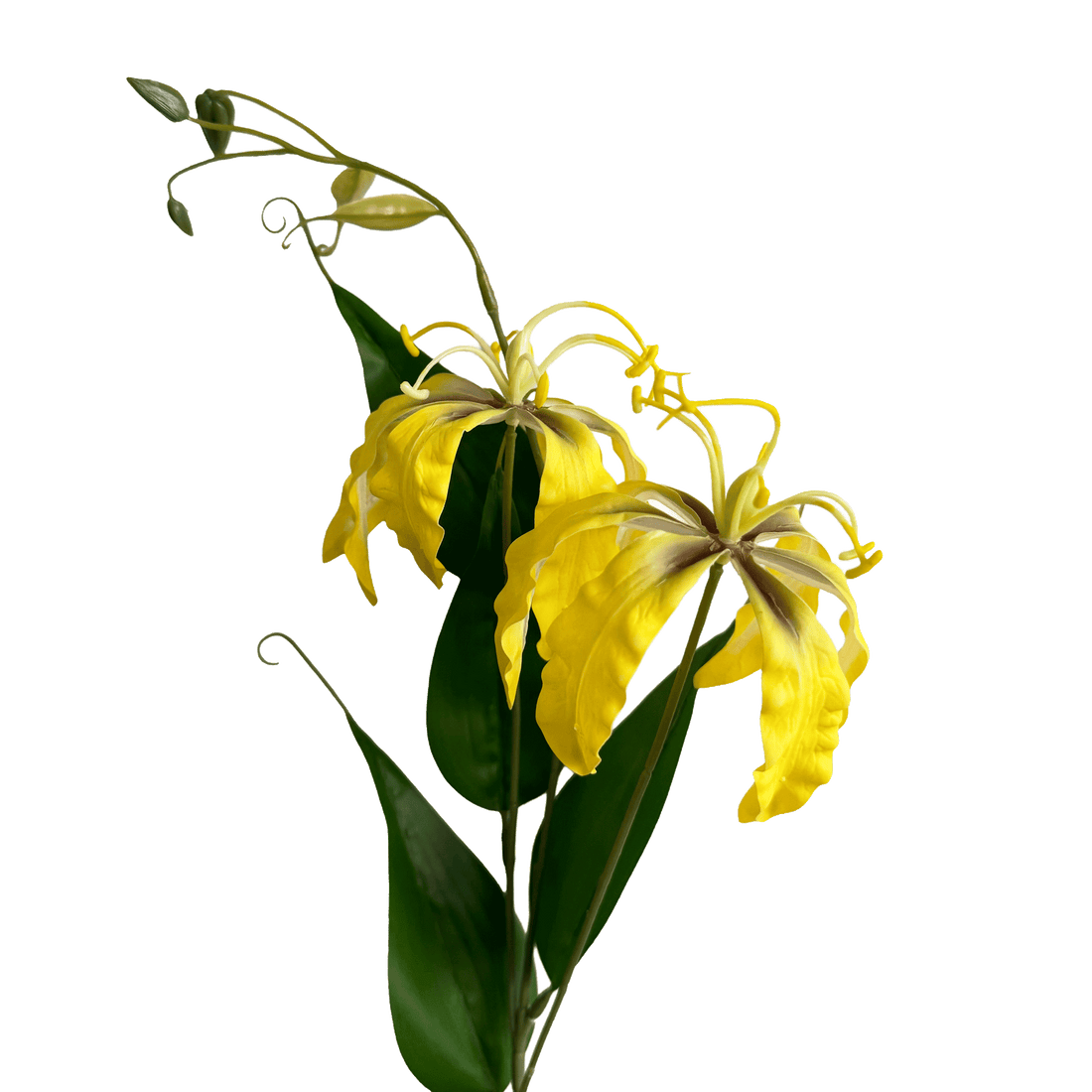 Gloriosa superba — Bright Yellow