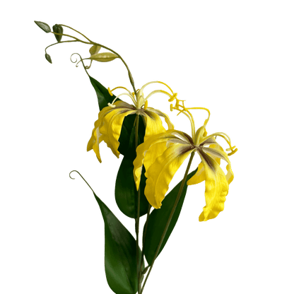 Gloriosa superba — Bright Yellow