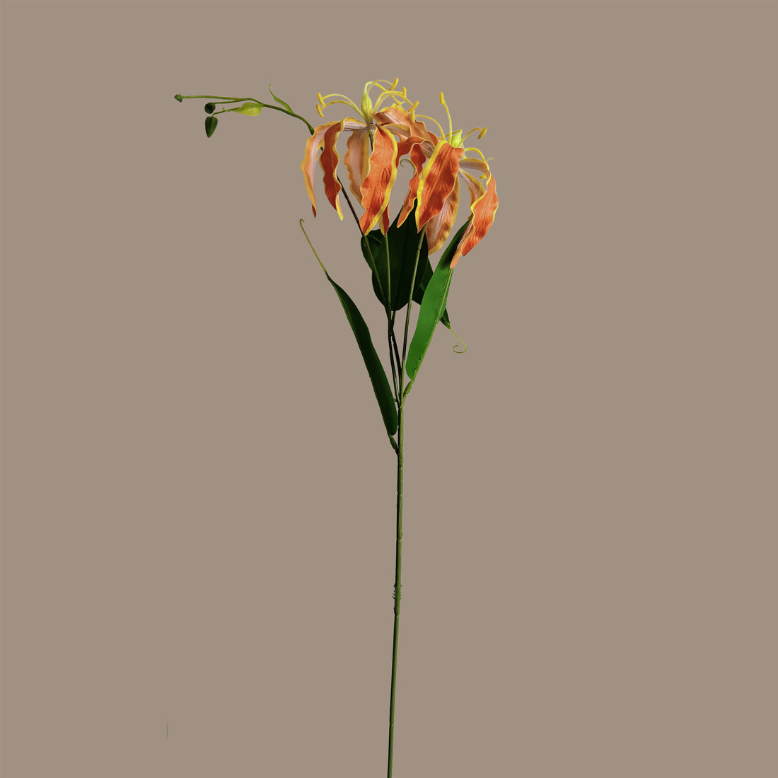 Gloriosa superba — Tangerine
