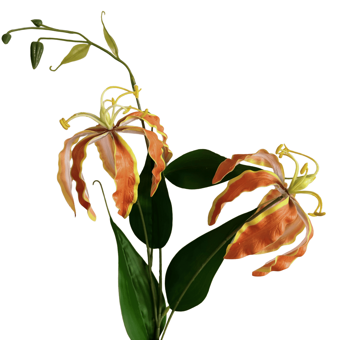 Gloriosa superba — Tangerine