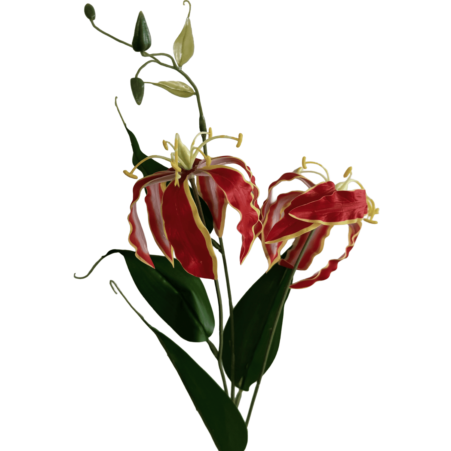 Gloriosa superba — Flame Red