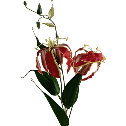 Gloriosa superba — Flame Red