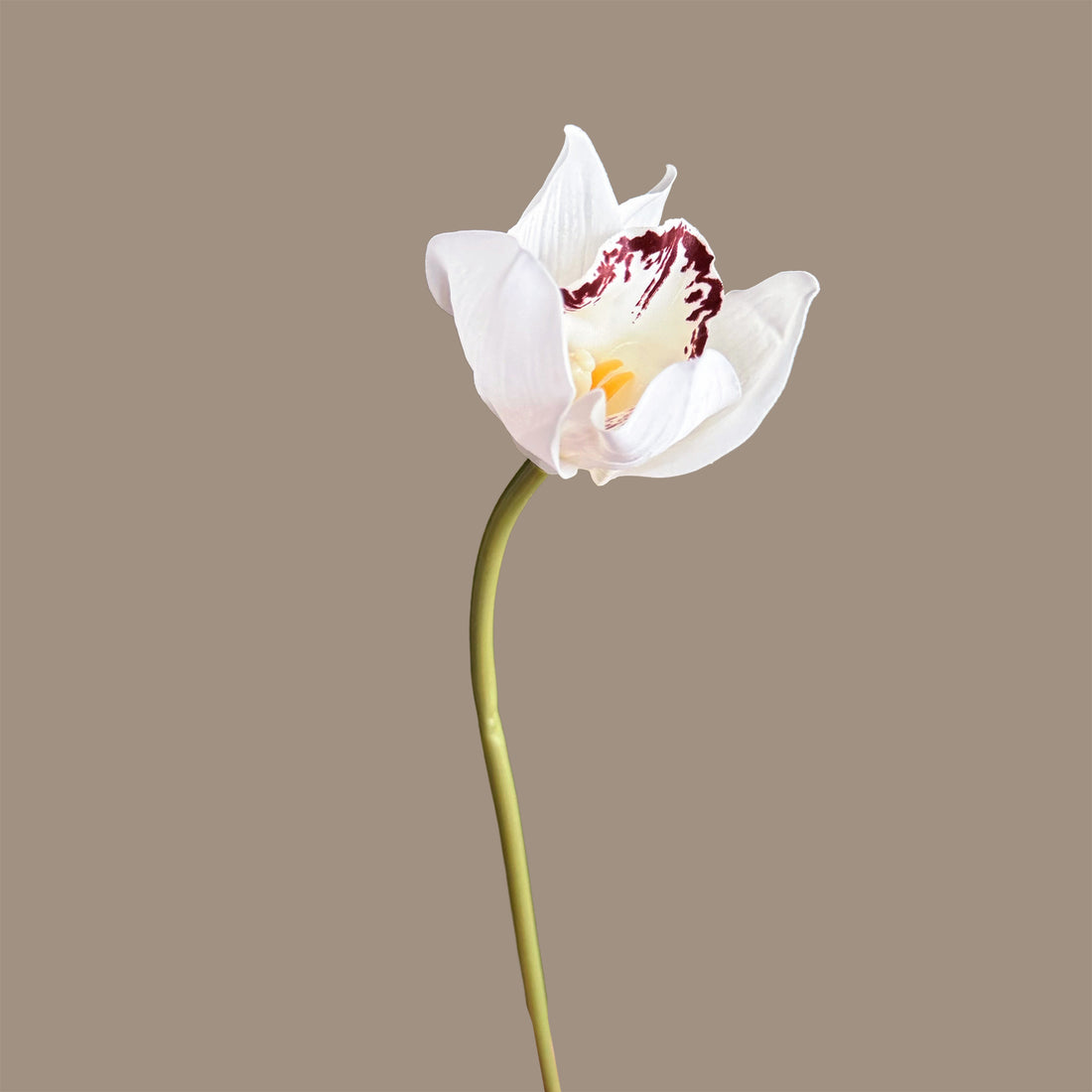 Cymbidium Orchid — Snow White