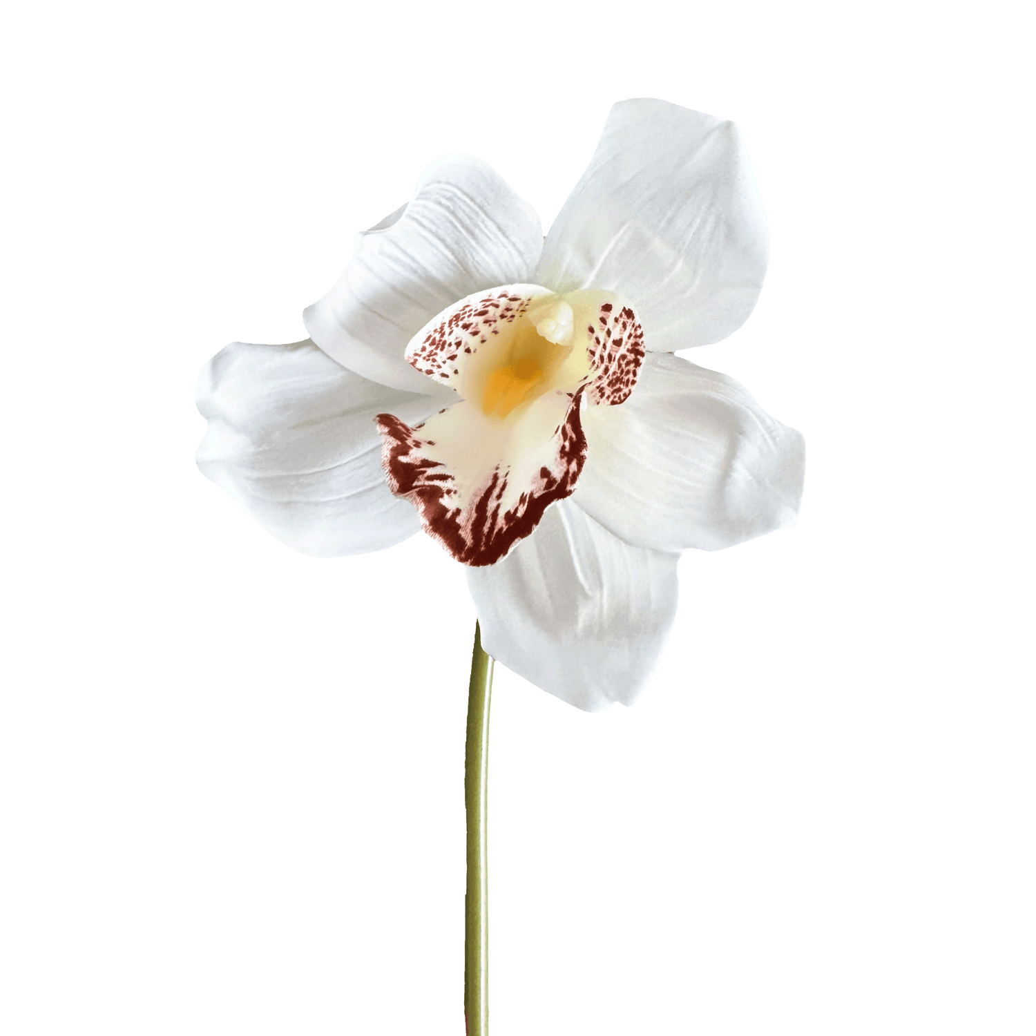 Cymbidium Orchid — Snow White