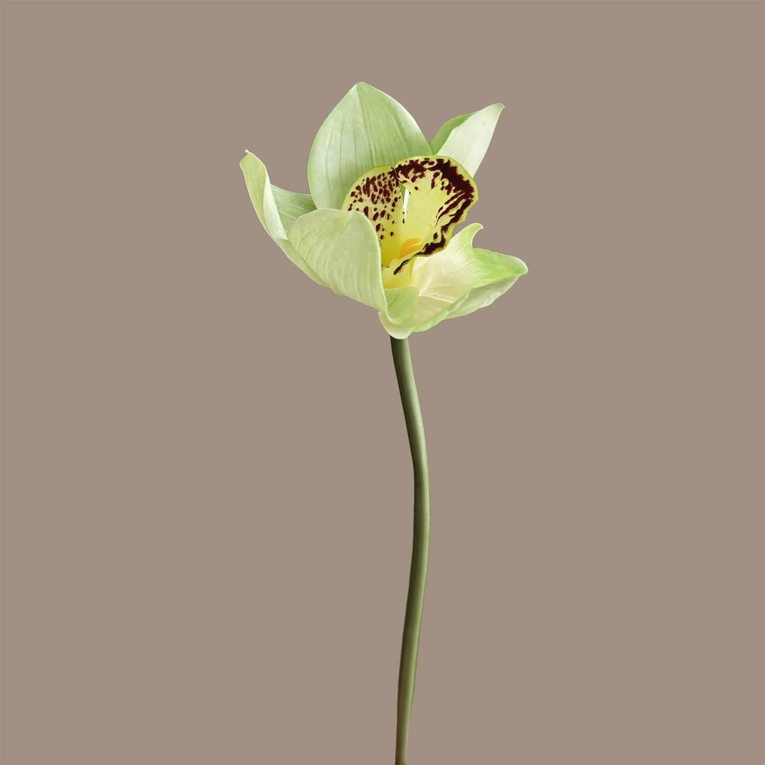 Cymbidium Orchid — Breeze Green