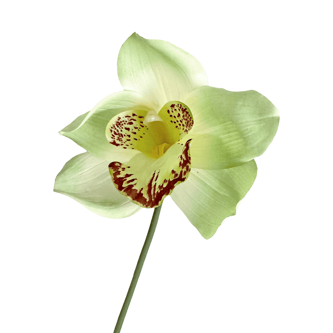 Cymbidium Orchid — Breeze Green