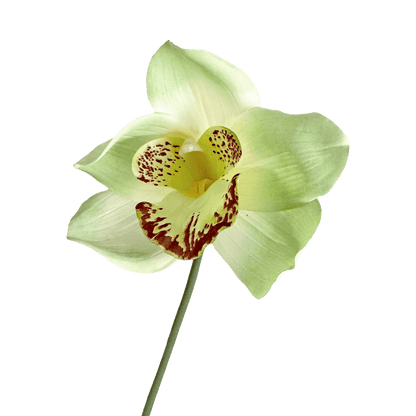 Cymbidium Orchid — Breeze Green