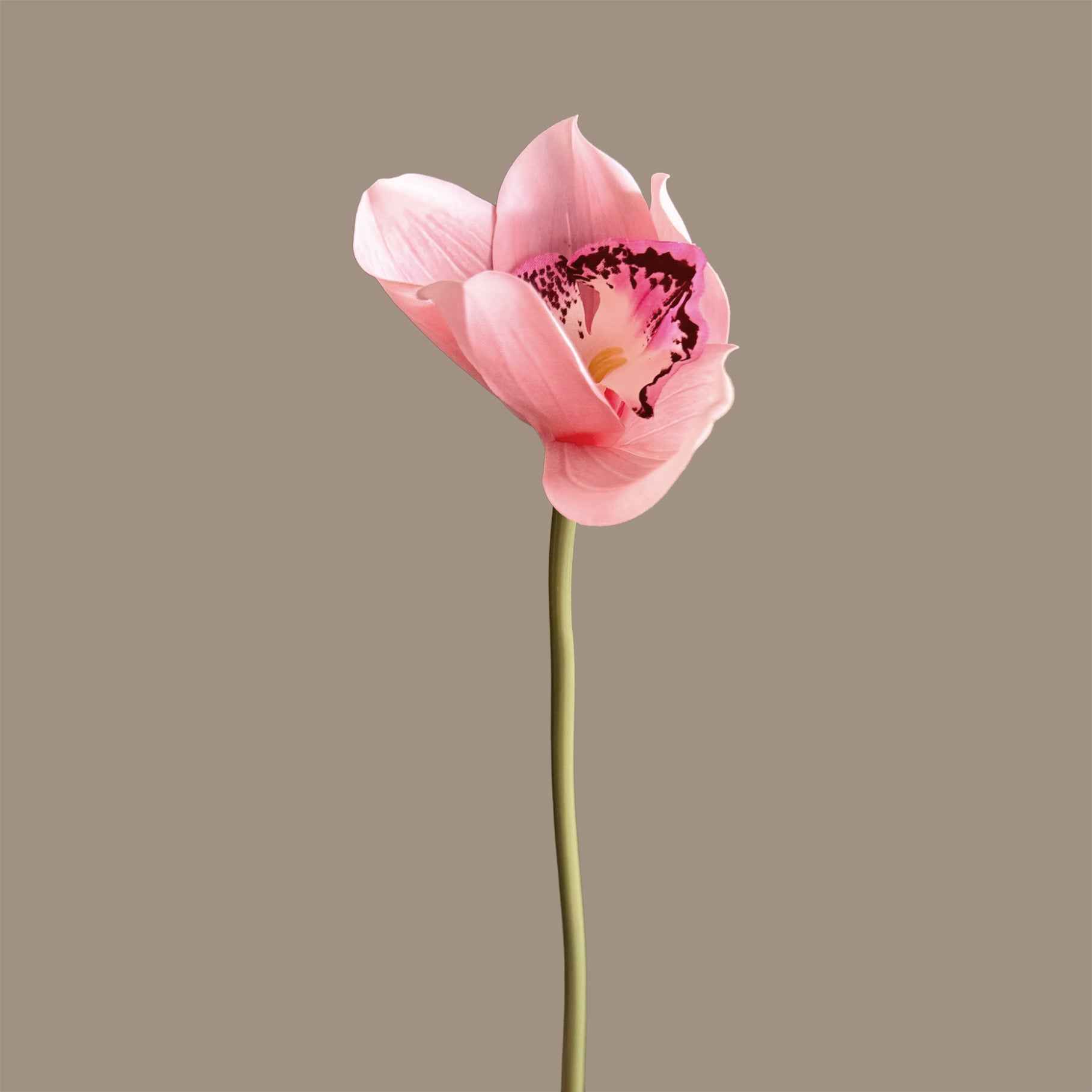 Cymbidium Orchid — Peach Blush