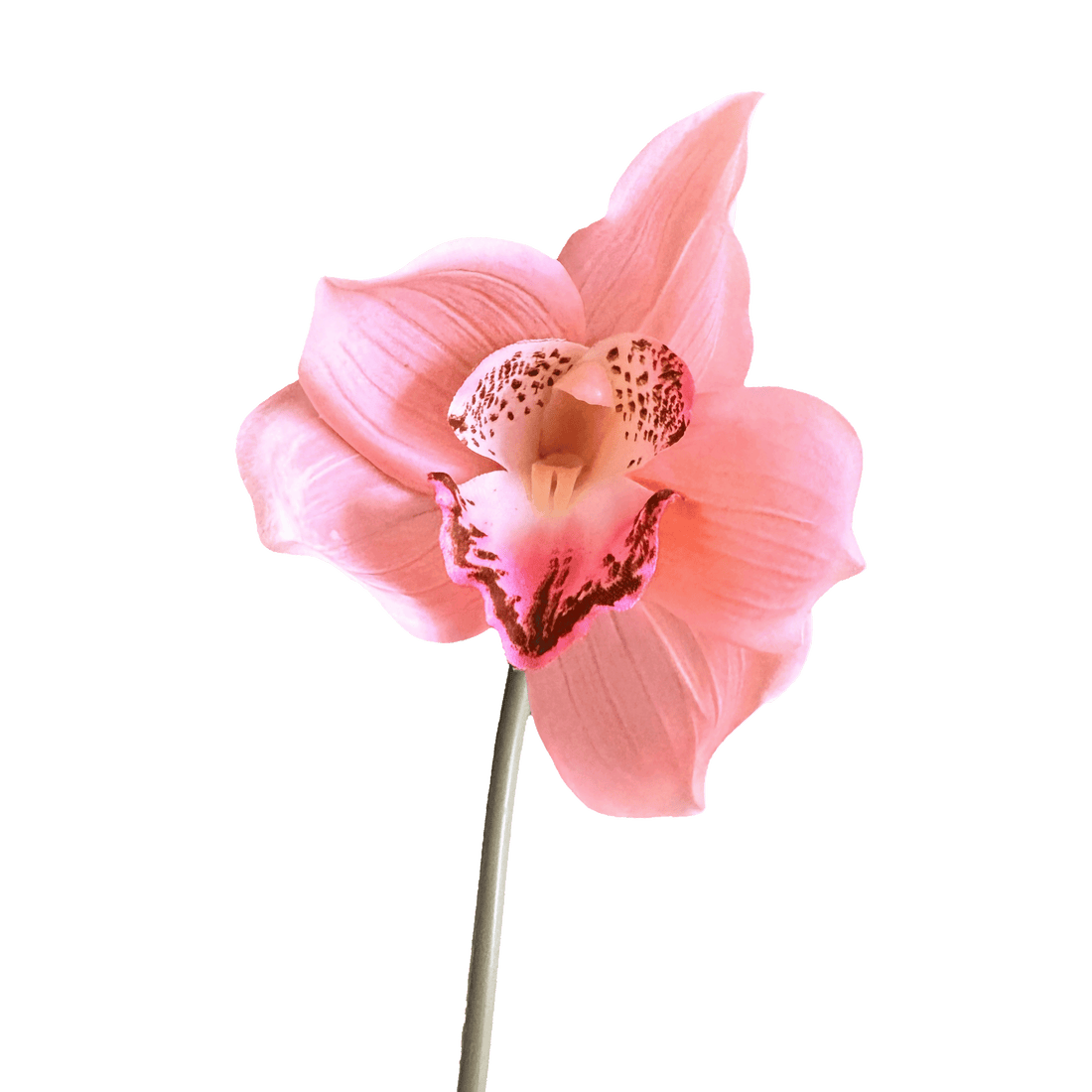 Cymbidium Orchid — Peach Blush