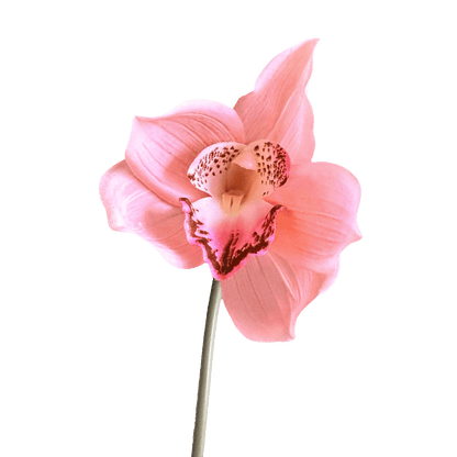 Cymbidium Orchid — Peach Blush