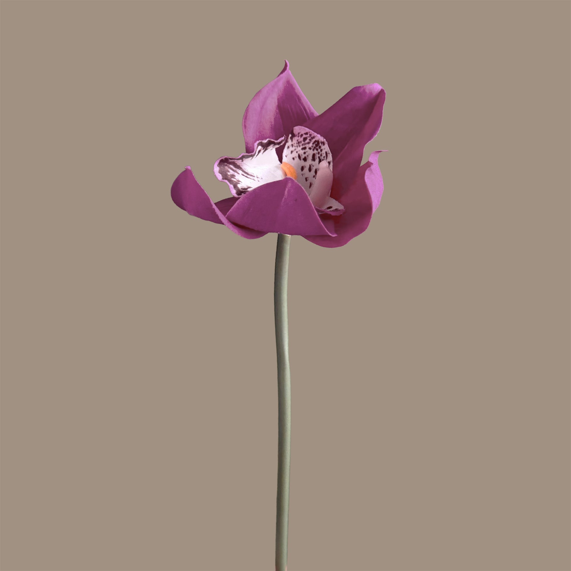 Cymbidium Orchid — Plum Violet