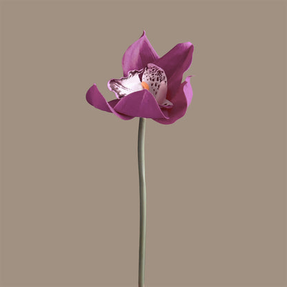 Cymbidium Orchid — Plum Violet