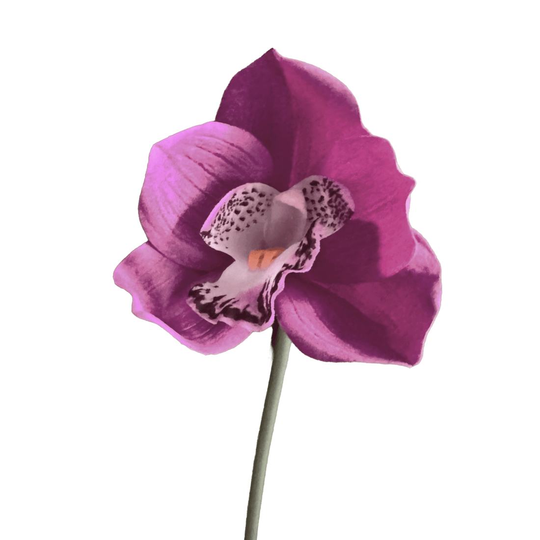 Cymbidium Orchid — Plum Violet