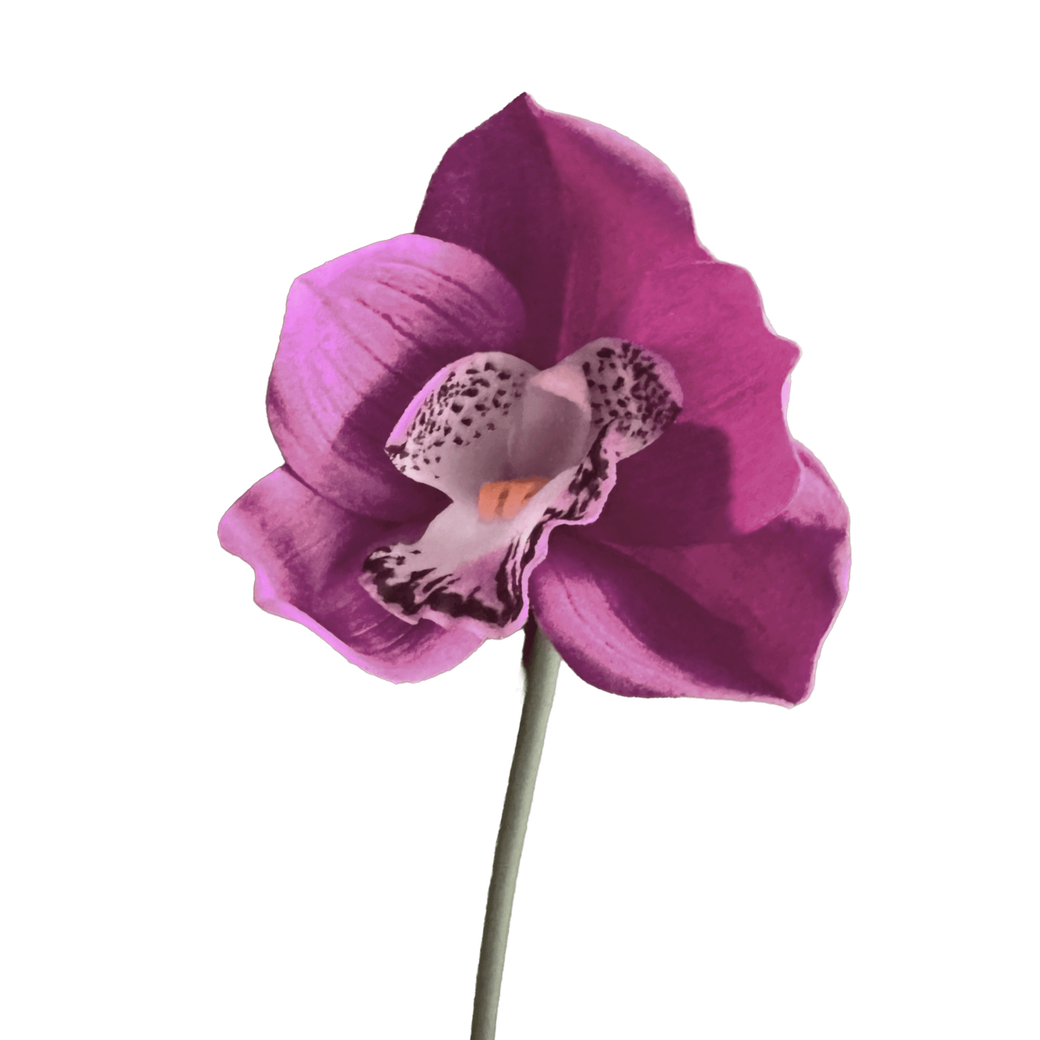 Cymbidium Orchid — Plum Violet