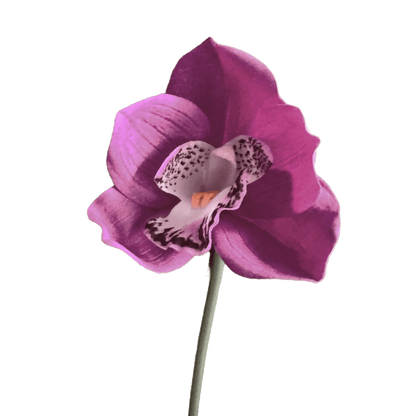 Cymbidium Orchid — Plum Violet
