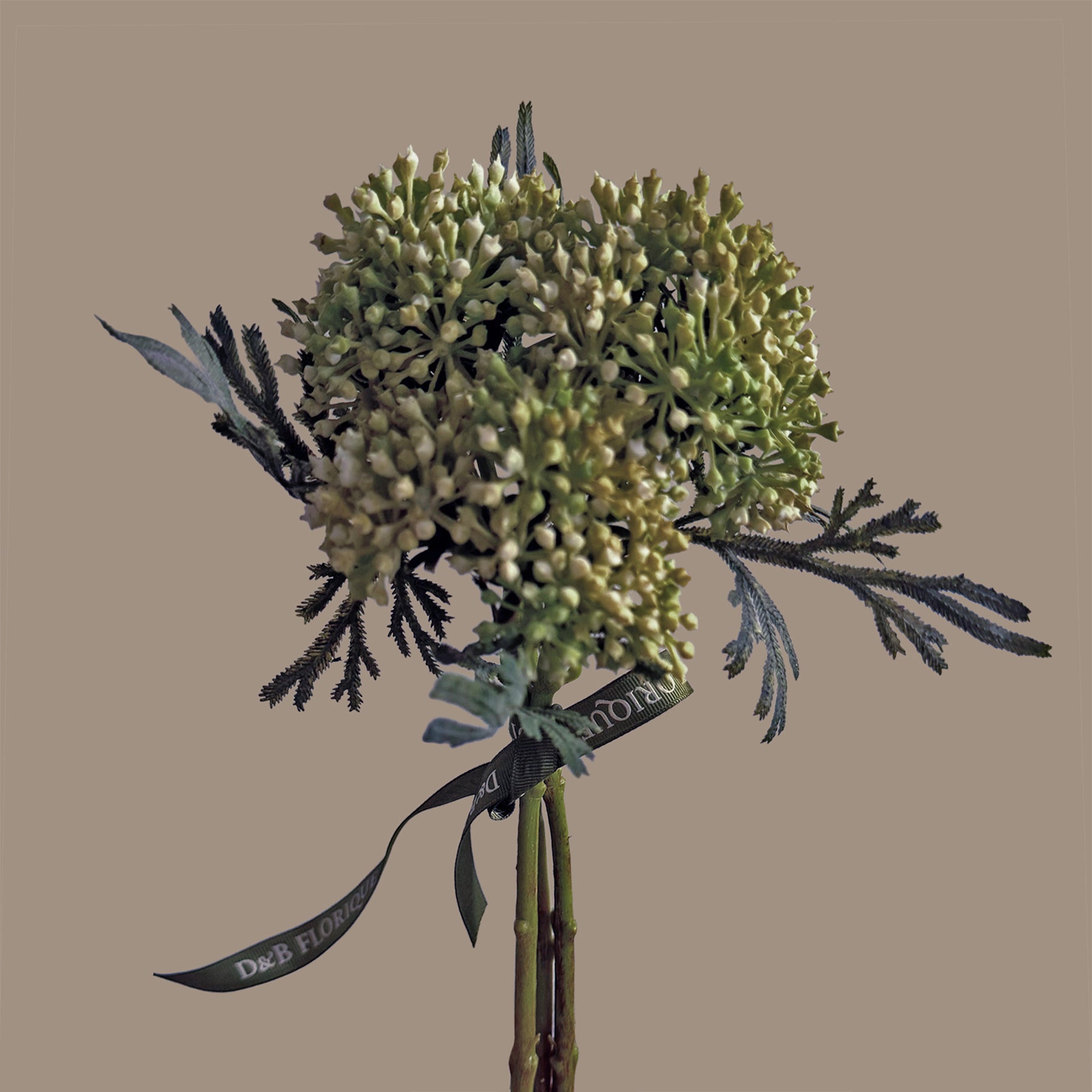 Skimmia Bud Ball (Fernleaf Edit) — Green Ivory