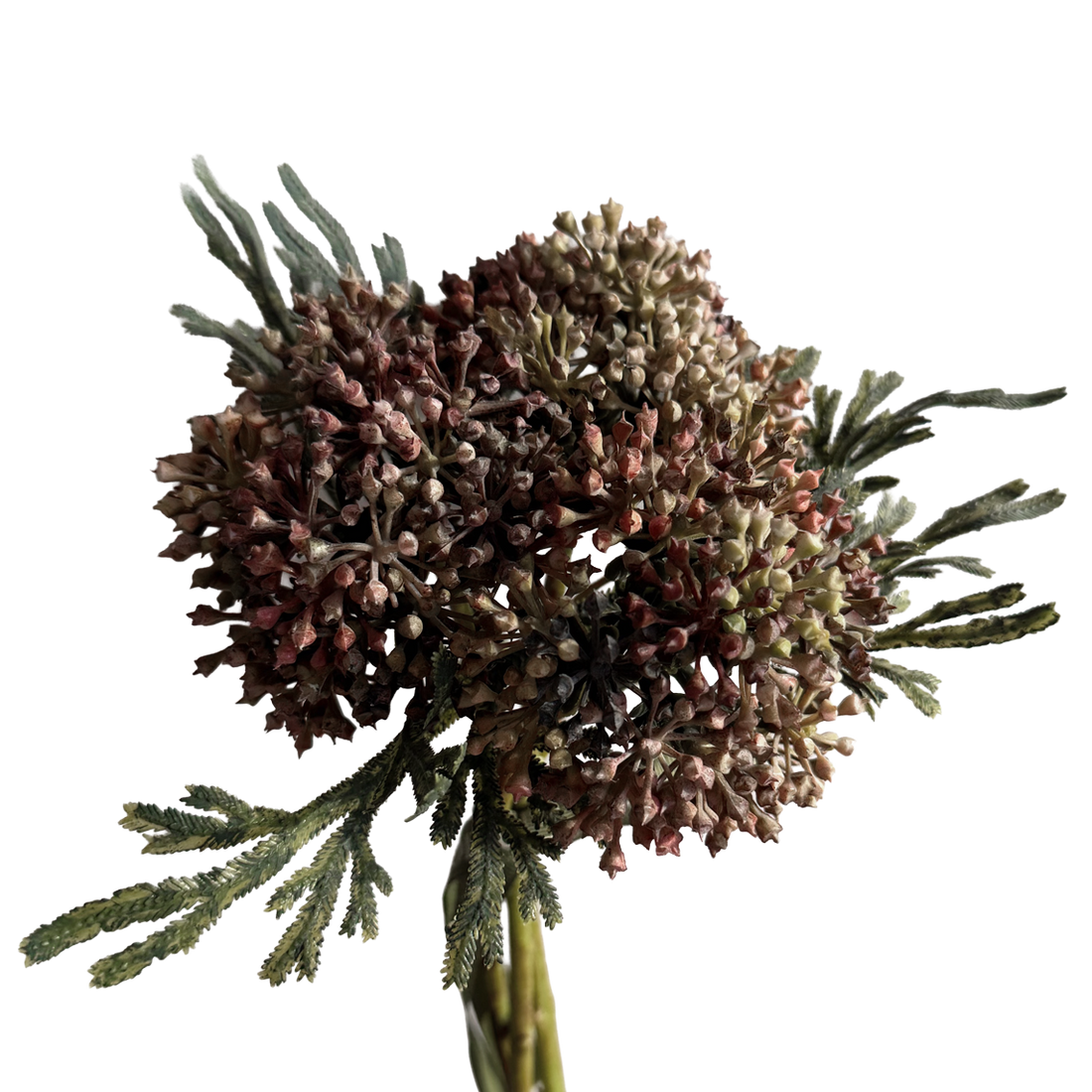 Skimmia Bud Ball (Fernleaf Edit) — Olive Russet Bicolour