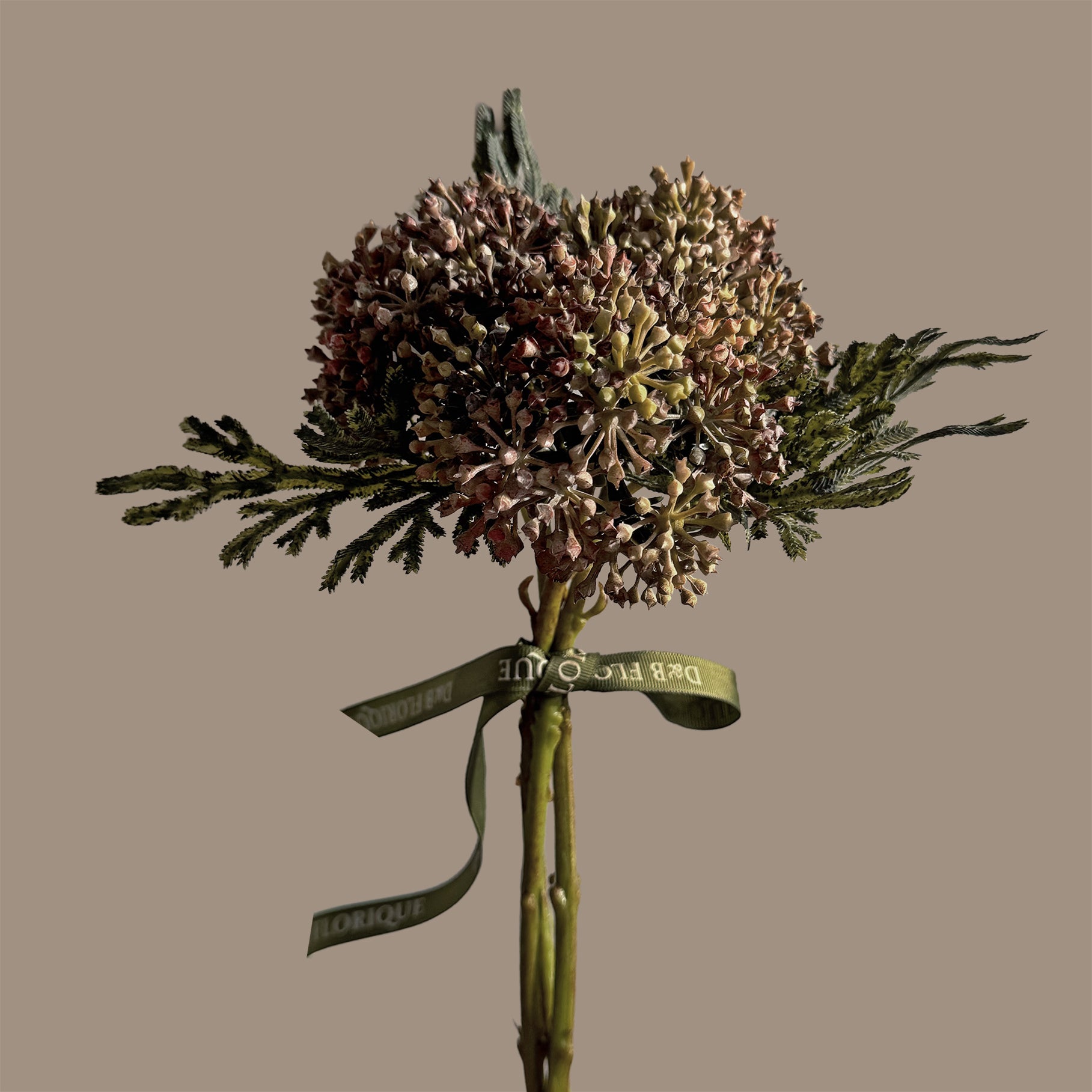 Skimmia Bud Ball (Fernleaf Edit) — Olive Russet Bicolour