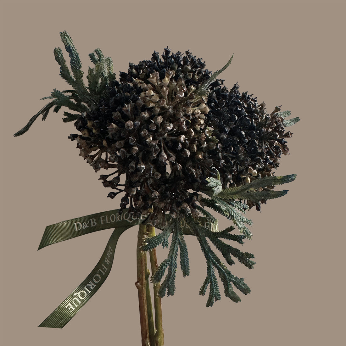 Skimmia Bud Ball (Fernleaf Edit) — Berry Black