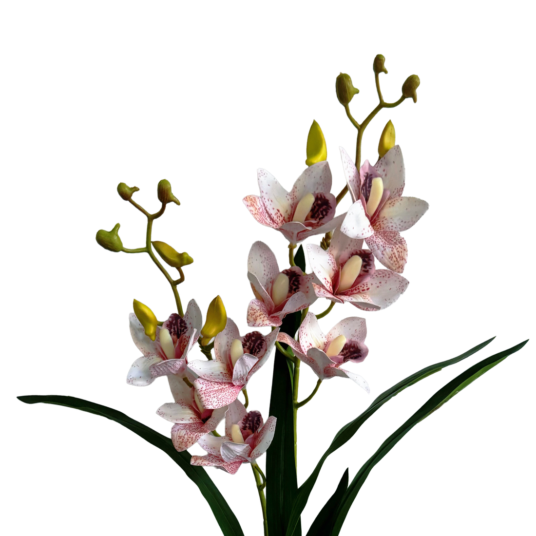 Pot Suitable Cymbidium Orchid — Speckled Pink