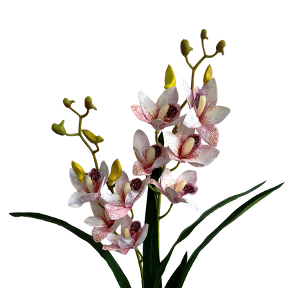 Pot Suitable Cymbidium Orchid — Speckled Pink