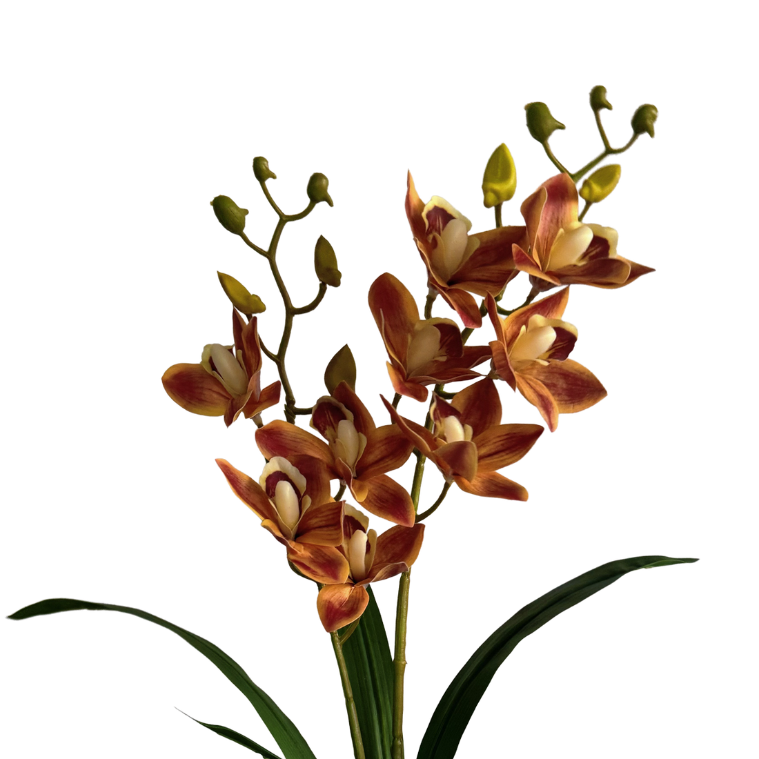 Pot Suitable Cymbidium Orchid — Burnished Persimmon