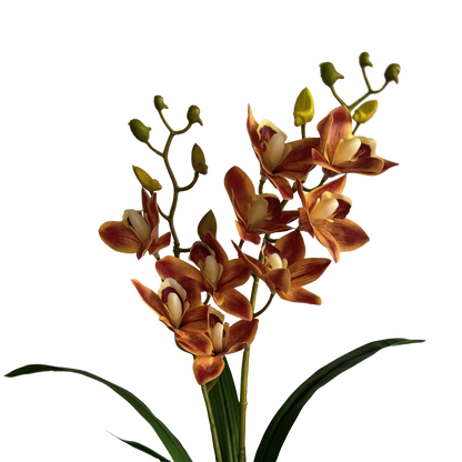 Pot Suitable Cymbidium Orchid — Burnished Persimmon