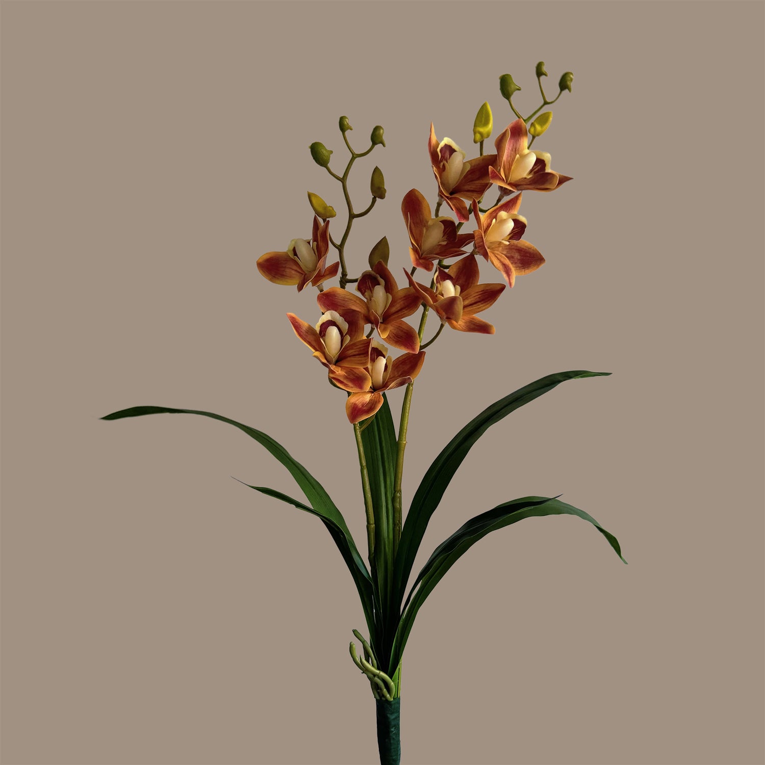 Pot Suitable Cymbidium Orchid — Burnished Persimmon