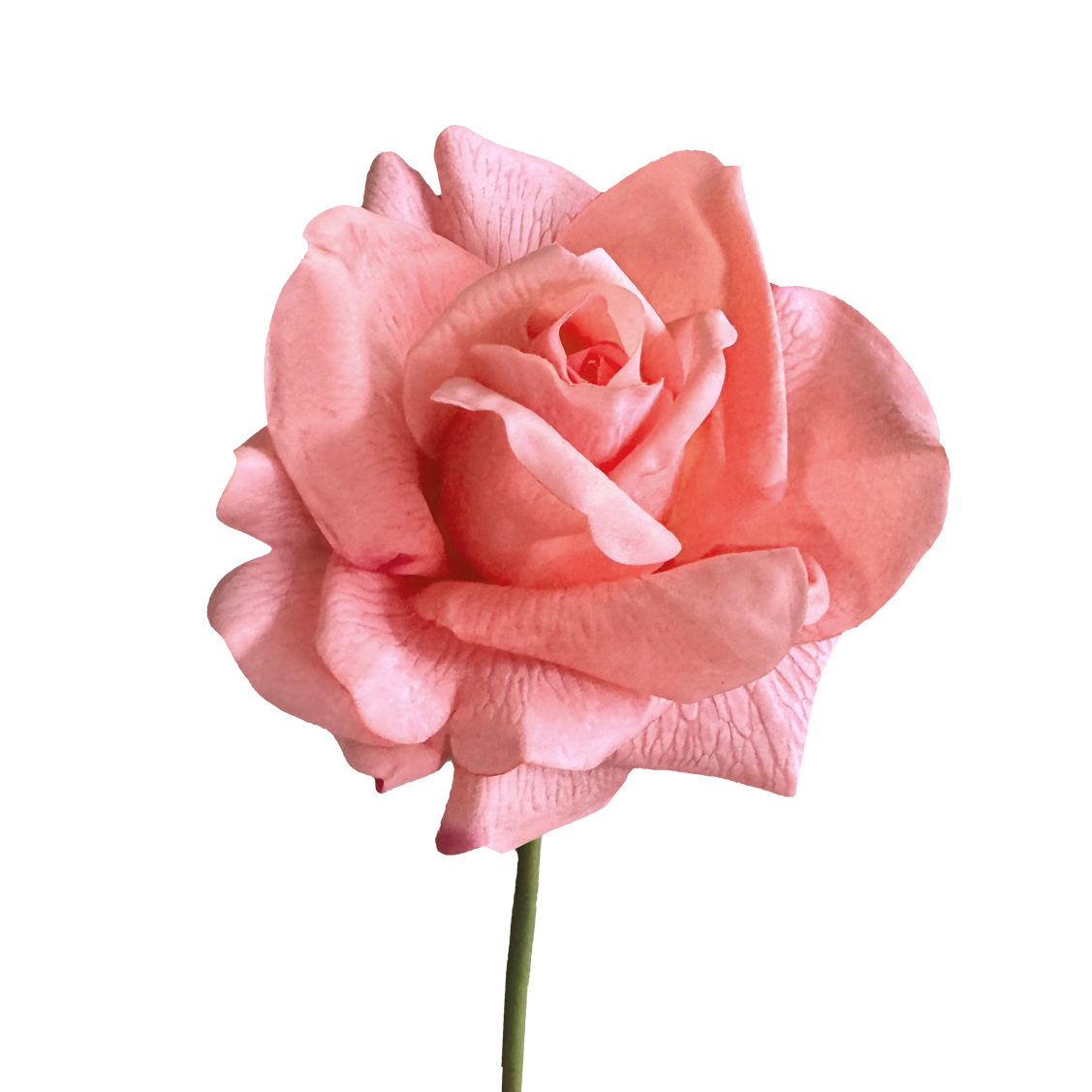 Leafless Rose — Paramour Pink