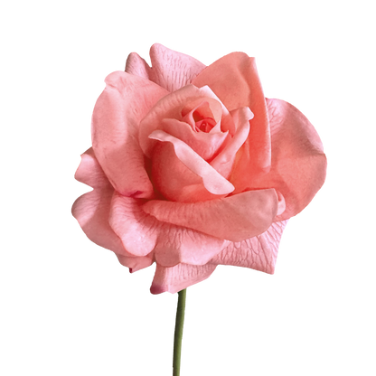 Leafless Rose — Paramour Pink